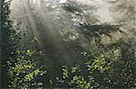 Sunlight shining through lush green vegetation in the temperate rainforest of Olympic National park.