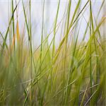 Close up of sea grasses on Long Beach Peninsula.