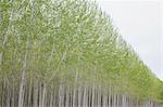 Poplar tree plantation, tree nursery growing tall straight trees with white bark in Oregon, USA