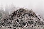 Pile of wood debris from clear cut logging. Mist in the forest.