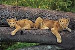 Lion cubs on tree, Panthera leo, Masai Mara Reserve, Kenya