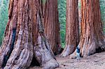 Sequoia trees in Yosemite National Park. A person standing at the base, looking upwards.