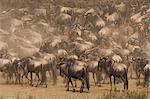 Wildebeests, Kenya