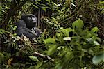 Mountain gorilla, Volcanoes National Park, Rwanda