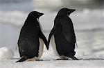 Adelie penguins standing side by side toucing flippers on Paulet Island, Antarctica