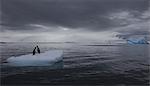 Gentoo penguins on an iceberg, Antarctica