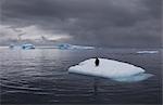 Gentoo penguin on an iceberg, Antarctica