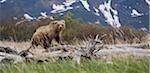 Brown bear, Katmai National Park, Alaska, USA