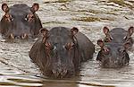 Hippopotamuses and calves, Kenya