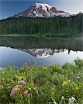 Mount Rainier, a snow capped peak, surrounded by forest reflected in the lake surface in the Mount Rainier National Park.