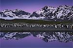 King Penguins, Aptenodytes patagonicus, in groups on the beach at dusk on South Georgia Island.