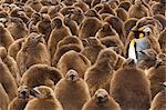 A colony of King Penguins, Aptenodytes patagonicus. Fledgling chicks with brown fluffy coats, standing in large groups, with some adults among them.