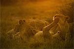 Lions resting and playing in the evening sun in Chobe National Park, Botswana