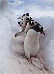 Gentoo penguins using a well worn pathway through the snow, to reach the sea. Antarctica