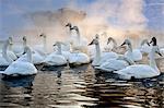 Whooper swans, Hokkaido, Japan