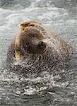 A brown bear shakes off excess water after fishing in Katmai National Park.