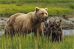 Brown bear sow and cubs, Lake Clark National Park, Alaska, USA