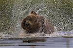 Brown bear, Lake Clark National Park, Alaska, USA