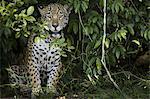 Jaguar, a young animal peering out from the foliage in the forest in Brazil