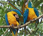 Blue-and-yellow macaws, Pantanal, Brazil