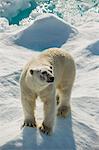 Adult polar bear (Ursus maritimus) on ice floe, Cumberland Peninsula, Baffin Island, Nunavut, Canada, North America