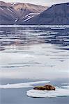 Adult walrus (Odobenus rosmarus) on ice floe in Maxwell Bay, Devon Island, Nunavut, Canada, North America