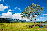 Taro fields near Hanalei on the island of Kauai, Hawaii, United States of America, Pacific