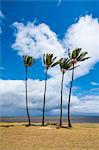 Palm trees, Kakahaia Beach Park, island of Molokai, Hawaii, United States of America, Pacific