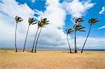 Palm trees, Kakahaia Beach Park, island of Molokai, Hawaii, United States of America, Pacific