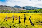 Fenced field of yellow flowers, Island of Molokai, Hawaii, United States of America, Pacific