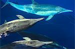 Small group of Long-beaked Common Dolphins (Delphinus capesis) swimming underwater, San Diego, California, USA