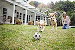 Puppies running after ball, woman in background