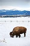 American buffalo grazing in snow, Grand Teton National Park, Wyoming, USA