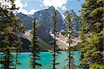 Skinny pine trees on shore of Moraine Lake, Banff National Park