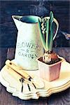 Beautiful spring hyacinth flower and gardening tools. Vintage style. Toned photo.