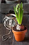 Spring hyacinth flower in pot on a wooden garden board.