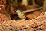 beautiful Streak-eared  Bulbul (Pycnonotus blanfordi) standing on the log