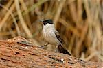 beautiful Sooty-headed Bulbul (Pycnonotus aurigaster) resting in branch