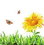 Sunflower, green grass and butterflies. Isolated on white background