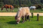 Typical wild pony in New Forest National Park, Great Britain