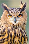 A close up head shot of an Eagle Owl (Eurasian Eagle Owl).  The focus is on the owls orange eyes.