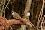 beautiful Chestnut-capped Babbler (Timalia pileata) resting on log in forest of Thailand