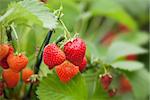 Strawberries growing on a plant close up