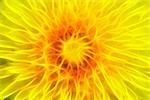 Extreme closeup of the bloom of dandelion