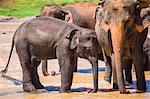 Mother and baby elephant in the Maha Oya River, Pinnawala Elephant Orphanage, near Kegalle in the Hill Country of Sri Lanka, Asia