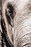 Close up of an elephant's eye, Pinnawala Elephant Orphanage, Sri Lanka, Asia