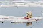 Adult polar bear (Ursus maritimus) on a seal kill in Olgastretet off Barentsoya, Svalbard, Norway, Scandinavia, Europe