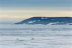 Mother polar bear (Ursus maritimus) with cup of year on ice in Hinlopen Strait, Svalbard, Norway, Scandinavia, Europe