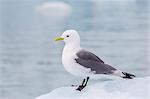 Adult black-legged kittiwake (Rissa tridactyla) on ice at Monacobreen, Spitsbergen, Svalbard, Norway, Scandinavia, Europe