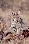 Coyote (Canis latrans) feeding on an elk carcass in Rocky Mountain National Park, Colorado, United States of America, North America